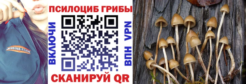 Псилоцибиновые грибы Psilocybine cubensis Химки